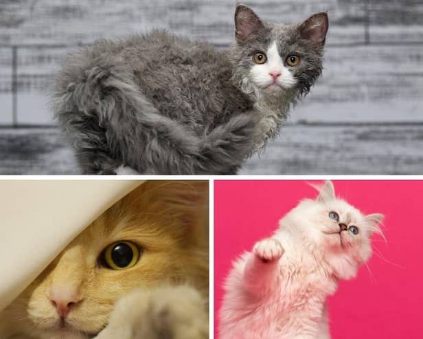 Looking for a cute cat with loads of fur? These 10 cat breeds should do the trick. Cr: Getty Images/Canva Pro