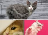 Looking for a cute cat with loads of fur? These 10 cat breeds should do the trick. Cr: Getty Images/Canva Pro