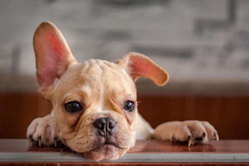 10 fun and interesting dog facts about adorable French Bulldogs