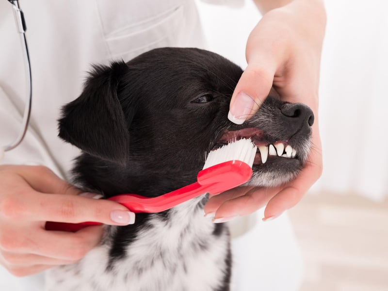 Brushing your pet’s teeth regularly is the best way to keep their teeth clean and healthy. Be patient and get them used to having their teeth cleaned over a few weeks. Let them taste their dog safe toothpaste so they think of brushing their teeth as a treat not a chore.