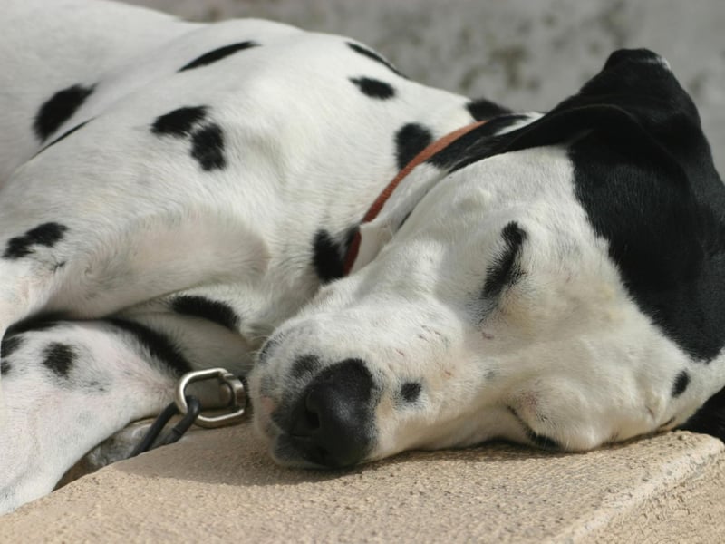 In Regency England, the Dalmatian was bred to be a coach dog - tasked with running alongside carriages and protecting the horses and passengers from dangers including highwaymen. It earned them the nickname the Spotted Coach Dog.