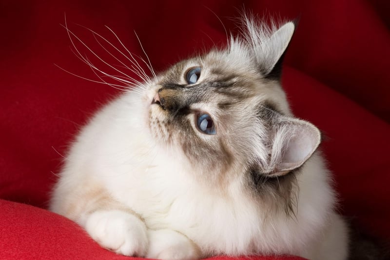 With their beautiful blue eyes and stunning coat, Birman cats will often play with any companions, no matter their breed.