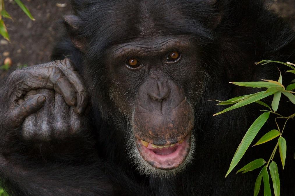 Chimpanzee dies after fight breaks out in Edinburgh Zoo troop