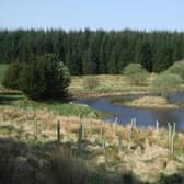 Scottish Woodlands site in Dumfries & Galloway.