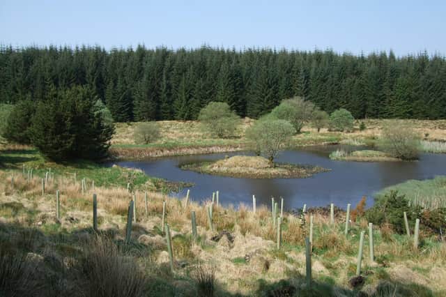 Scottish Woodlands site in Dumfries & Galloway.