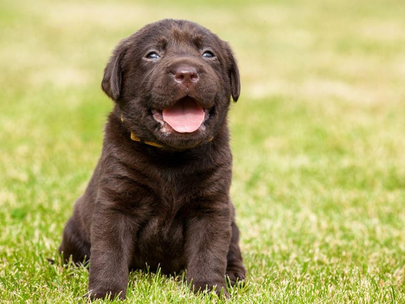 When it comes to male dog names, Medot tops the list in Slovenia.