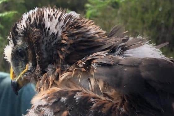 Charlie was recently fitted with a satellite tag as part of an RSPB Scotland and Hen Harrier Action initiative to learn more about the birds