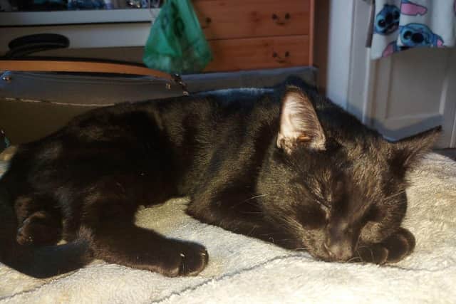 Salem was one of three cats which died.(Pic: Scottish SPCA)