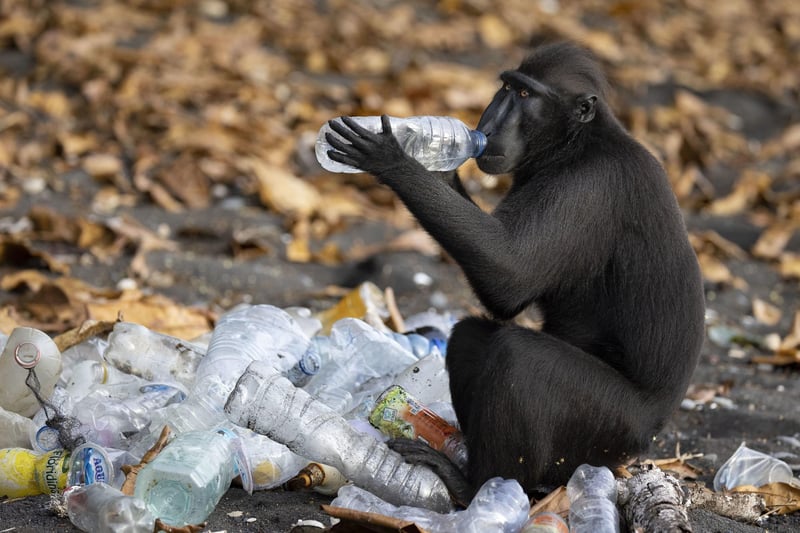 Rubbish Drinks by Claire Waring, UK, of a Celebes crested macaque investigates the contents of a plastic bottle from a pile ready for recycling on a beach at the edge of Tangkoko Batuangus Nature Reserve, Indonesia, which has been shortlisted for the Wildlife Photographer of the Year People's Choice Award.