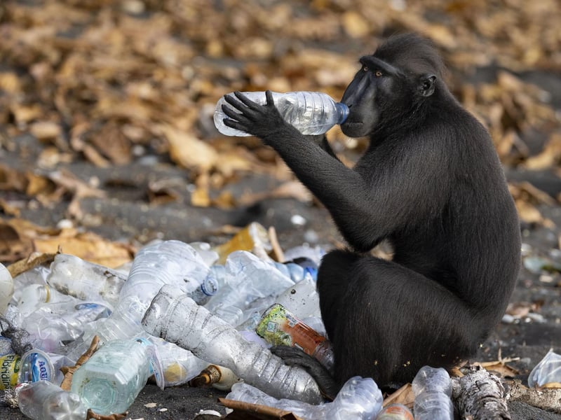 Rubbish Drinks by Claire Waring, UK, of a Celebes crested macaque investigates the contents of a plastic bottle from a pile ready for recycling on a beach at the edge of Tangkoko Batuangus Nature Reserve, Indonesia, which has been shortlisted for the Wildlife Photographer of the Year People's Choice Award.