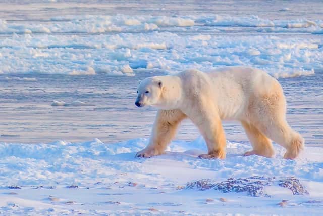 A polar bear in the Canadian Arctic. Pic: PA Photo/Luxtripper.