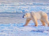 A polar bear in the Canadian Arctic. Pic: PA Photo/Luxtripper.