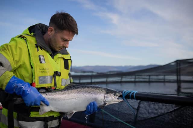 A salmon farm worker inspects a healthy fish.