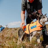 Scottish Search and Rescue Dogs in the heart of Glencoe