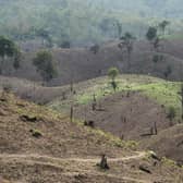 What is deforestation? Deforestation causes, why it's bad and links to climate change and global warming (Image credit: Getty Images via Canva Pro)
