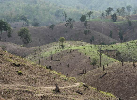 What is deforestation? Deforestation causes, why it's bad and links to climate change and global warming (Image credit: Getty Images via Canva Pro)