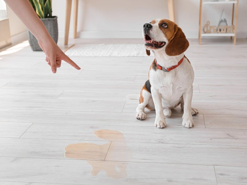 Did they really need to go or are they just making a point? Whatever the answer, 40 per cent of dog owners have come back to an 'accident' on the carpet.