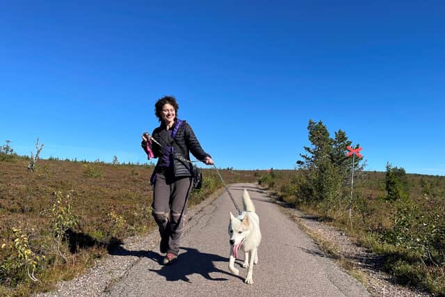 Huskies can be rented for the day to take on walks and give them exercise in the summer months when they are not pulling sleds, at Fjälläventyr Dog Park in Sälen Pic: PA Photo/Renato Granieri.