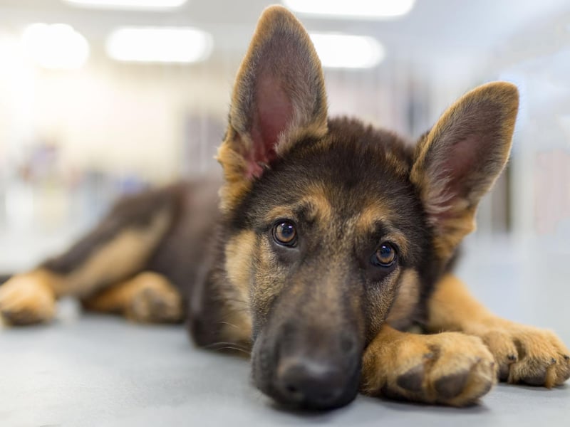 German Sherherds are most prone to food allergies. Beef, chicken, corn, soy, dairy and wheat are all fairly common triggers. Work out what's causing the problem, eliminate it from your pet's diet and all should be well.
