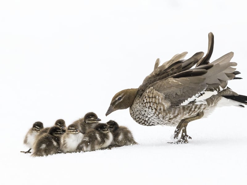 Duckling Huddle by Charles Davis, Australia, of wood ducks in a late spring snowstorm in Smiggin Holes, New South Wales, Australia, which has been shortlisted for the Wildlife Photographer of the Year People's Choice Award.