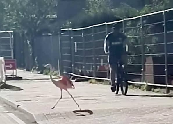 Bizarrely, the animal had been blown by a gust of wind and carried outside of its enclosure. Picture: SWNS