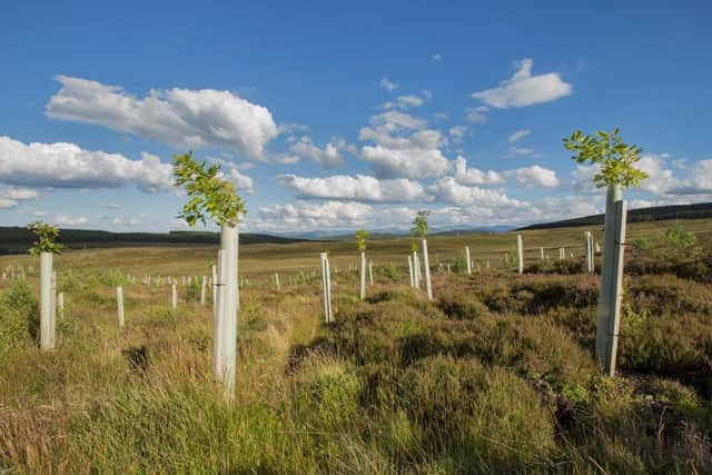 Fast-growing conifer plantations soak up the highest levels of CO2 in the first 30 years after planting but other types of woodlands – including native broadleaves and naturally regenerated woodlands – start to achieve comparable levels of uptake over a longer period, a new report from government agency Forest Research has found