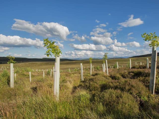 Fast-growing conifer plantations soak up the highest levels of CO2 in the first 30 years after planting but other types of woodlands – including native broadleaves and naturally regenerated woodlands – start to achieve comparable levels of uptake over a longer period, a new report from government agency Forest Research has found