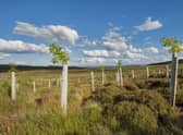 Fast-growing conifer plantations soak up the highest levels of CO2 in the first 30 years after planting but other types of woodlands – including native broadleaves and naturally regenerated woodlands – start to achieve comparable levels of uptake over a longer period, a new report from government agency Forest Research has found