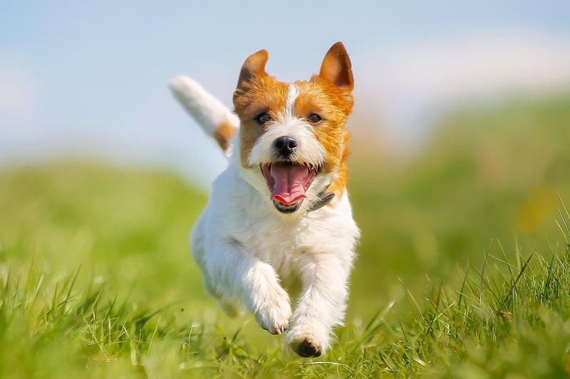 The Jack Russell is a small dog with a big personality whose love of fun and games comes before sitting, staying or walking to heel.