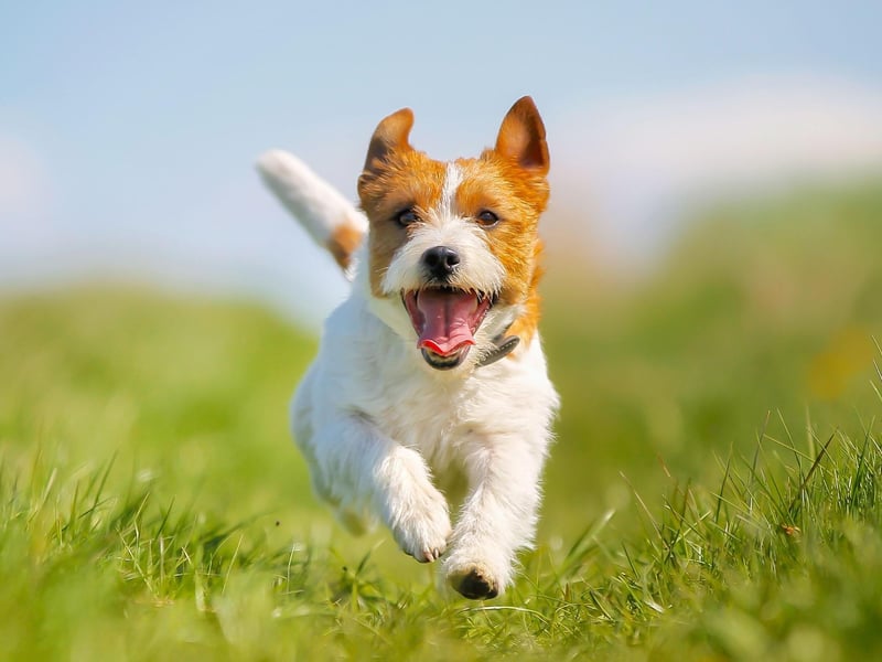 The Jack Russell is a small dog with a big personality whose love of fun and games comes before sitting, staying or walking to heel.