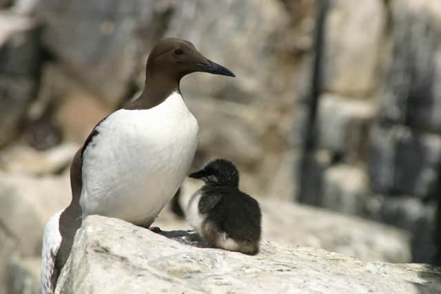 Seabird colonies in Scotland - on the Isle of May in the Firth of Forth and Foula in Shetland - have been analysed as part of a wider international study into the impacts of climate change on breeding success