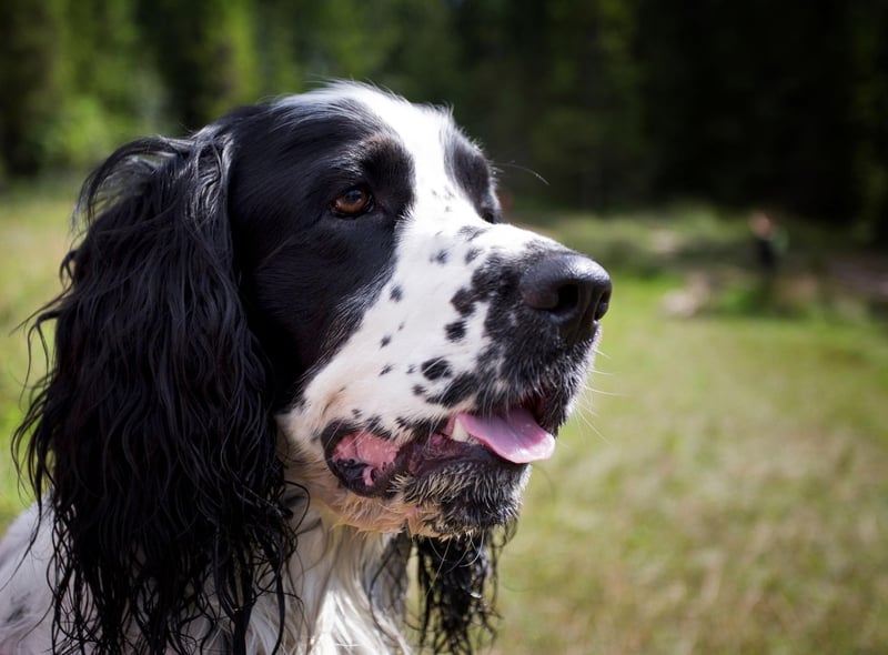 You can expect a lively Springer Spaniel to live around 11.92 years.