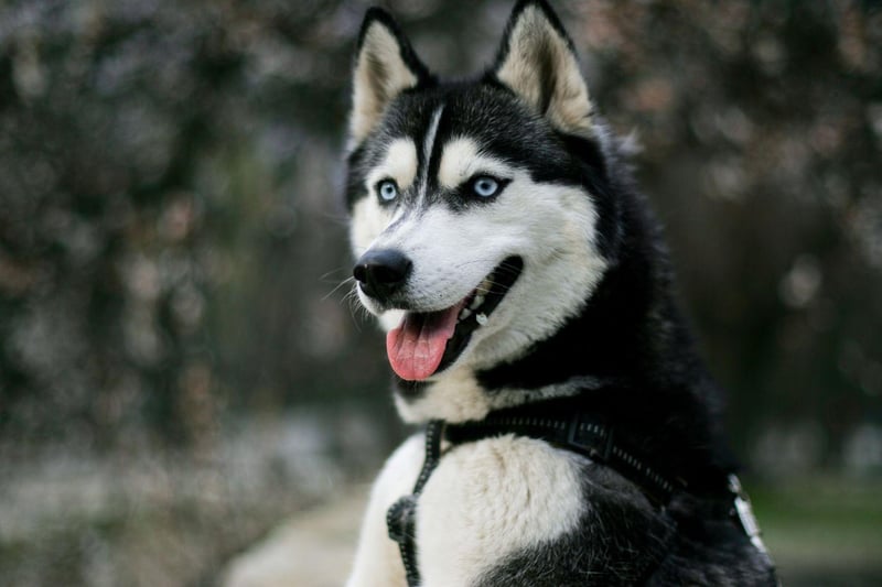 If your job is to pull sleds loaded with supplies over miles of frozen arctic wilderness you'll need to be strong. Luckily for the Siberian Husky they have abundant power and stamina. In 1925 Siberian Huskies saved numerous lives by racing a life-saving diphtheria serum to Alaska where there was an outbreak.: