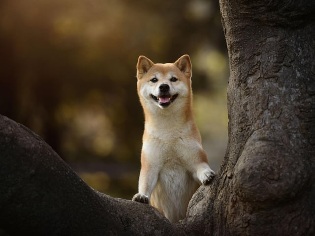 The first Shiba Inu didn't arrive in America until 1954, when an army family brought one over. The first recorded litter of Shibas stateside wasn't until 1979, and it was only in 1992 that the breed was recognised by the American Kennel Club.