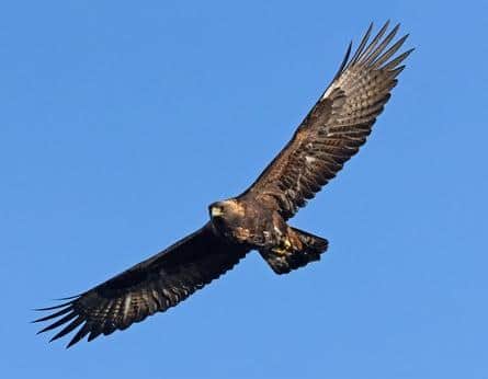 Golden eagles thrive best in open and semi-open landscapes, particularly in mountainous, rugged terrain that offers high vantage points for hunting and nesting.