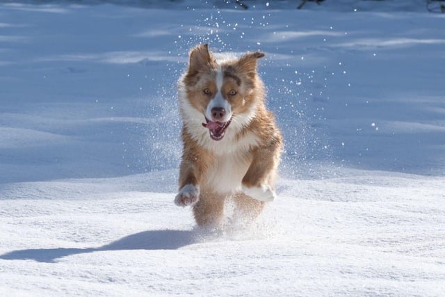 Whilst it can be tempting to let your dog run free in the snow, it’s best to keep them on a leash or long line. Snow can be disorientating for our pups - sadly, more dogs get lost during winter. Keeping them on a leash will reduce the risk of them running onto frozen lakes, falling, slipping or ingesting anything harmful that’s been covered in snow. It’s also essential that your dog is microchipped and wearing a tag with your contact information before heading out. Reflective or hi-vis collars and jackets will also help you keep track of your pooch.