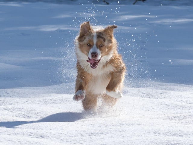 Whilst it can be tempting to let your dog run free in the snow, it’s best to keep them on a leash or long line. Snow can be disorientating for our pups - sadly, more dogs get lost during winter. Keeping them on a leash will reduce the risk of them running onto frozen lakes, falling, slipping or ingesting anything harmful that’s been covered in snow. It’s also essential that your dog is microchipped and wearing a tag with your contact information before heading out. Reflective or hi-vis collars and jackets will also help you keep track of your pooch.