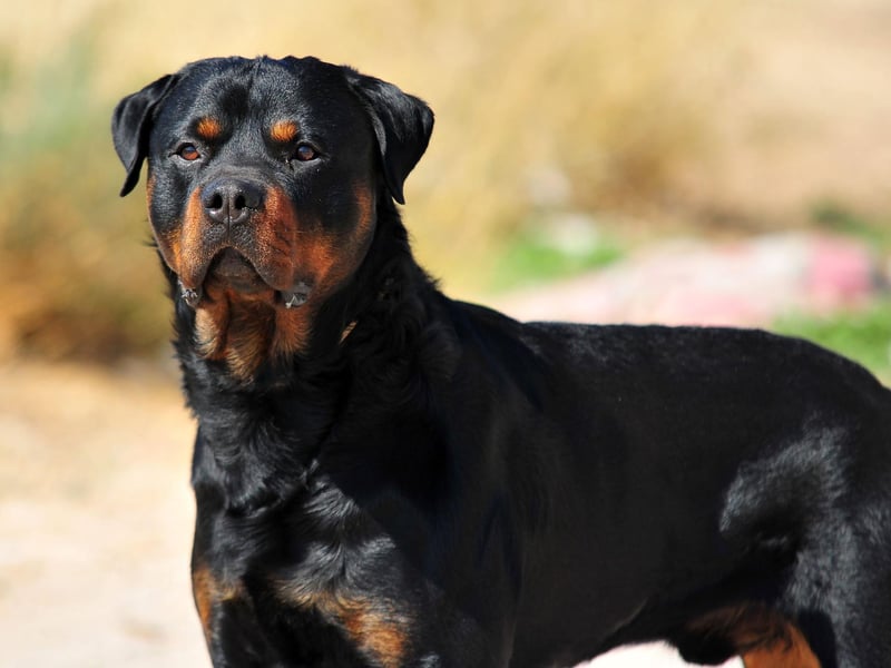 While the Rottweiler's reputation for aggression is slightly unfair, it is a breed of dog that has the potential to be aggressive. The dog's upbringing is key - a well-trained Rottweiler with an experienced owner can be a placid and loving dog, but this isn't a breed for novices.
