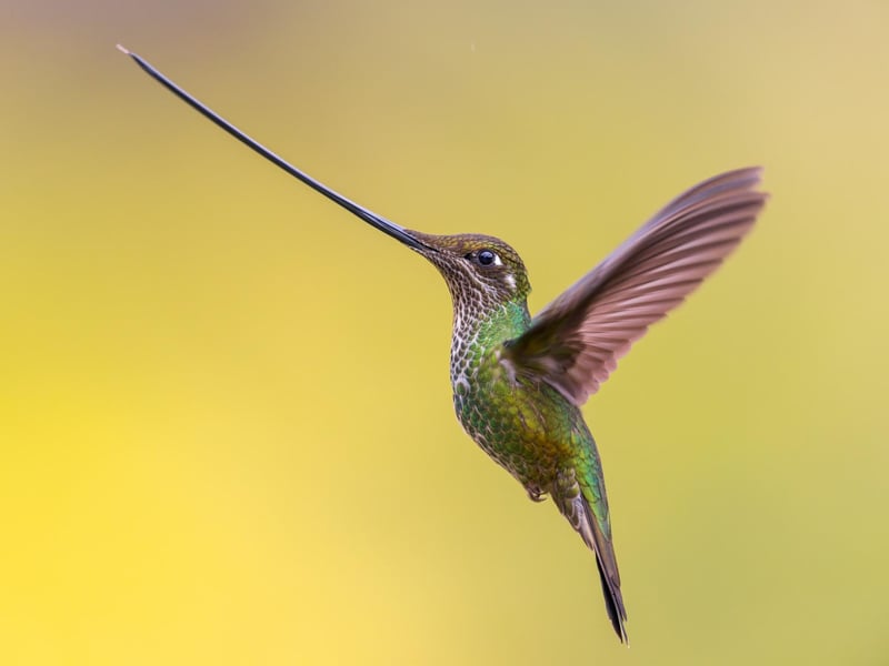 BIRDS IN FLIGHT
FLYING SWORD
Sword-billed Hummingbird Ensifera ensifera. Bogotá, Colombia. Rafael Armada, Spain. Category: Birds in Flight. GOLD AWARD WINNER.
The Sword-billed Hummingbird, common in the Andean forests, has the world’s longest bill relative to its size. This bird’s unique bill, adapted to feed on flowers with long corollas, makes it a vital pollinator, as bees and butterflies can’t reach the nectar and so don’t pollinate these plants. This image captures the bird approaching a feeder, with natural backgrounds and lighting.
Canon EOS R5 with Canon 600mm f/4 III lens. 600mm; 1/1,000s; f/4; ISO 5,000