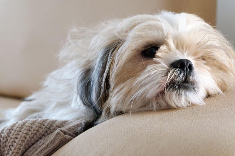 With an average speed of around 6mph, the Shih Tzu is a lover not a runner - far happier curled up on its owner's lap rather than scurrying around the park.