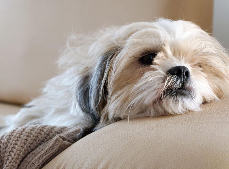 With an average speed of around 6mph, the Shih Tzu is a lover not a runner - far happier curled up on its owner's lap rather than scurrying around the park.