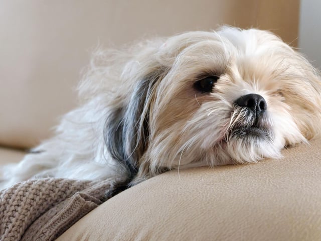 With an average speed of around 6mph, the Shih Tzu is a lover not a runner - far happier curled up on its owner's lap rather than scurrying around the park.