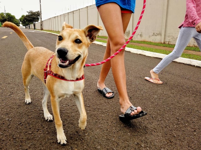 An adult should always be in control. Ensure children always walk dogs in the presence of an adult as dognappers may be more likely to target those they see as less likely to resist.