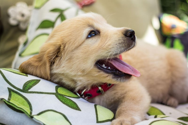 One of the world's friendliest dogs is also one of the most intelligent. Golden Retrievers are perfect as seeing dogs and search-and-rescue dogs due to their obedience, big brains and dedication to tasks.