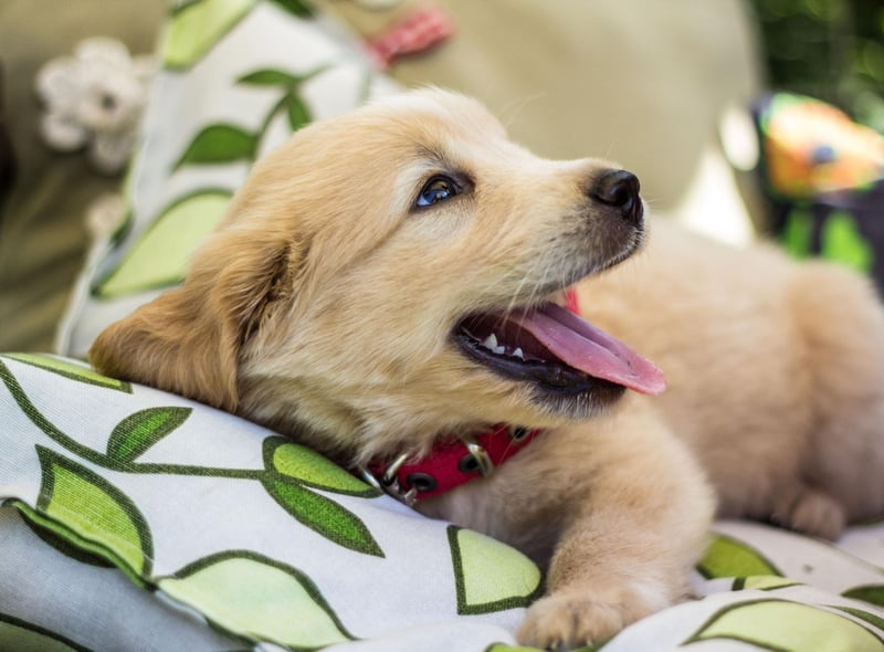 One of the world's friendliest dogs is also one of the most intelligent. Golden Retrievers are perfect as seeing dogs and search-and-rescue dogs due to their obedience, big brains and dedication to tasks.