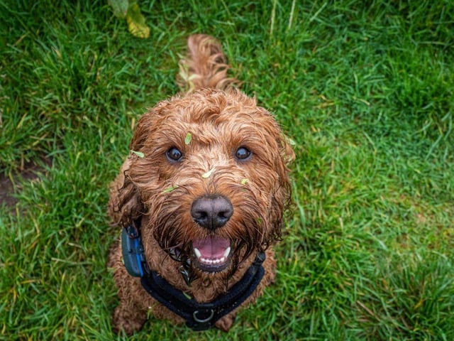 Fourth place goes to Bailey. It's a British name that - somewhat oddly - means 'berry clearing'.