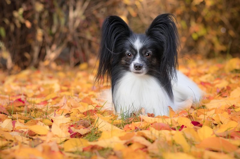 Well known Papillon owners include Christina Aguilera, George Takei, Ron Jeremy and King Henry II. When Hollywood actress Lauren Bacall died in 2014, she left $10,000 to her pampered Papillon, who was called Sophie.