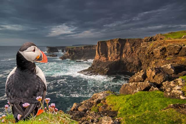 Vast colonies of puffins and other internationally important seabirds can be found around Shetland's rugged coastline. Picture: Getty Images