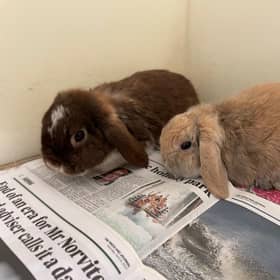 The five rabbits were found on 26 May at the Hill of Fare.