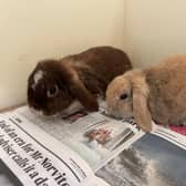 The five rabbits were found on 26 May at the Hill of Fare.